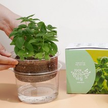 바질 키우기 자동 물공급 식물 기르기 체험 씨앗 화분 키트, 단품, 단품