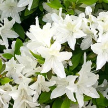 자산홍 백철쭉 15개 철쭉마켓 철쭉 묘목 꽃 나무 연산홍 영산홍 백철 정원 마당 조경수 정원수 울타리 키우기 화목류 철죽 농원 꽃나무 울타리, 백철쭉 흰색 15개 30-40cm전후또는이상