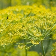 캔들마노 [ 에센셜오일 ] 펜넬스윗 Fennel sweet E.O, 100ml