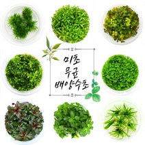 [미초 사은품증정] 달팽이 없는 깨끗한 무균 배양 수초 마리모증정 / 초보 수초 / 어항 수초 / 조직 배양 / 열대어 / 그로잇 / 담티, [전경 02] 미니 헤어글라스 - 들판 잔디 연출