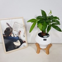 베스트플랜트 반려식물 신형우드스탠드 유칼립투스 파키라 녹보수 인삼팬더 멜라니고무나무 바오밥석화 무늬벤자민 거북알로카시아, 1개, 파키라+신형우드스탠드+화이트모던화분+분갈이