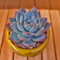 파랑새 키우기 쉬운 다육식물 화분포함1-60랜덤, 단품