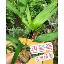 관음죽 5개묶음/관음죽 꽃은 행운을 가져다 준다고
