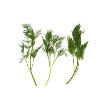 딜 Dill 1팩 10g 허브 향신료, 단품