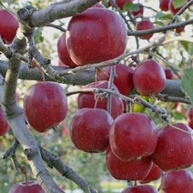 묘목/미니사과]알프스오토메 H1.5-R2cm특 KS120