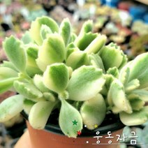 사랑스런 반려식물 35종, 32번-  웅동자금, 1개