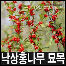 낙상홍/미국낙상홍/낙상홍묘목/80cm/6주