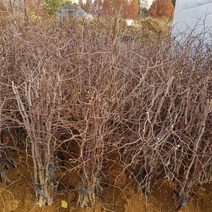 [M9AZ] 다왕자우(왕대추) 묘목 1주 접목1년 묘목 9990001EA, 쿠팡뽀 본상품선택