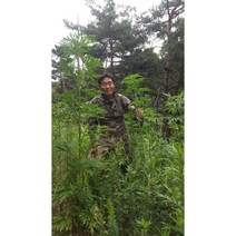 야생자연산100%익모초즙(110mlx60포)