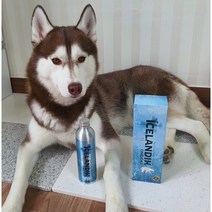 반려동물 오메가3 아이슬란딕 헤링오일 강아지 고양이 필수종합영양제 천연100%