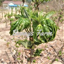 [분이네농원] 강원도 진고개 노지 개두릅(엄나무순) 2kg, 1개