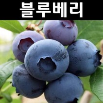 블루베리(한나초이스) 7치화분 1개/나무 묘목/과실수/유실수