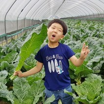 유기농 강원도 케일 신선초 셀러리 샐러리, 케일 1kg