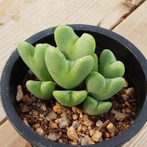 축전 선인장 다육
