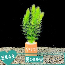 [물멍초] 키우기 쉬운 포트수초 붕어마름 한포트