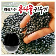 콩나물 재배기 키트, 콩나물 키우기 키트, 4개