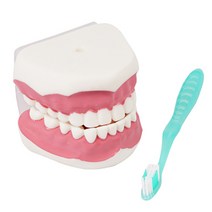 진산메디칼 치아모형 소