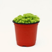 마이플랜트 [마이플랜트]황금세덤 공기정화식물 소형 식물키우기 모종, 1개, 황금세덤