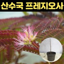 자귀나무 여름 꽃모종 야생화나무 자엽자귀나무, 1개