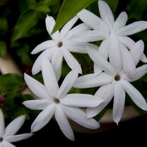 허브야 닷컴 자스민 에센셜오일 모든피부 향수 생리통 출산후 10ml