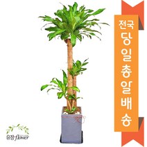 고급 대형화분 개업 축하 화분 전국 당일배송, 11. 행운목