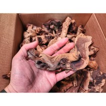 비바리움 테라리움 투톤유목 10-20cm 내외 랜덤발송