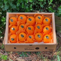 [제주산지직송] 제철과일 카라향 2.5kg(15-22수 고급이중포장선물) 봄을 깨우는 싱그러운 과즙이 팡팡!!, 카라향  2.5kg(15-22수 고급이중포장선물)