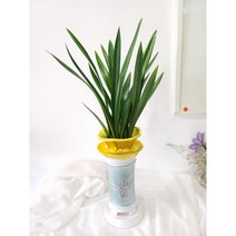 동양난 전국꽃배달 울산꽃집 난배달 산천보세 승진 축하 기념일 포인트플라워, 1개