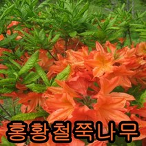 철쭉(홍황철쭉)30cm 5그루 나무 묘목 철쭉나무