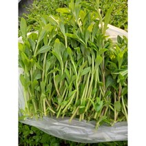 국내재배 동남아시아야채 향신료 야채 라옴 마옴팍가옝(노옴)(LIMNOPHILA GEOFFRAYI), 라옴 100g ម្អម  ผักกระแยง팍가옝(노옴)