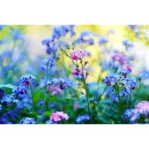 층꽃씨앗 재래종 100립 (CN)
