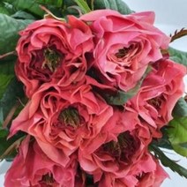 장미 - 리젠트파크 / 고속터미널꽃시장 꽃도매 서리풀플라워