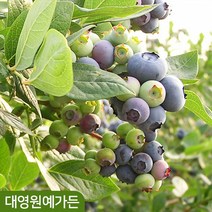 블루베리나무 8종 열매 유실수 과실수 꽃나무, 06. 듀크(결실주) 7치포트