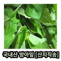 국내산 방아잎 50g 300g 500g 1kg 산지직송 방아잎 방하잎 생방아잎 방아 배초향 방아풀 채소방아잎 방앗잎 방아잎나물 국내산방아 채소반찬 나물반찬 샐러드 싱싱한 향긋한