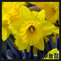 (나무농장) 수선화구근 10종 시리즈, 3.옐로우 리버 ( 5개묶음 )