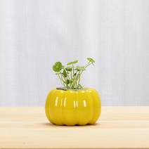 인테리어 도자기 이케바나화병 미니꽃병 유리화병, 11. 노란 트럼펫 호박 수경화병(식물미포함), 01. 중등