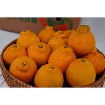 제주 서귀포 한라봉 노지 한라봉 3kg 5kg 10kg, 혼합과 10kg, 1개