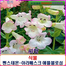 희귀 씨앗 펜스테몬-아라베스크 애플블로섬 10립/SF