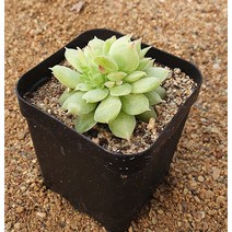 [다육식물]로맨틱펀치(군생), 1개