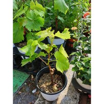 안산 플라워마트 샤인머스켓 묘목, 1개