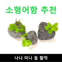 (소형어항 추천) 나나 미니돌 활착 / 수초몰 초보자수초 자연수초 활착수초