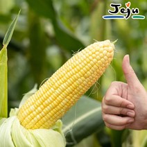 [예약]제주 햇 초당옥수수 특상품 18cm 이상(10개)/당일수확, 2023-06-20