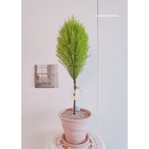 율마 핫도그형 외목대 키우는법 가지치기 중대품80cm 피톤치드 축하화분 집들이선물 산소뿜는, 모카토분(토분받침포함)