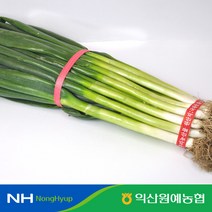 [익산원예농협] 건강한 국내산 대파 1단 (2kg / 4kg 내외), 4kg내외 큰단 1단