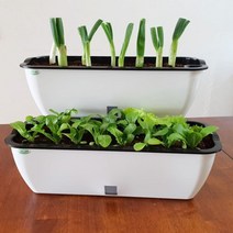 집에서 대파 방울토마토 키우기 베란다 텃밭, 소형화분+배양토