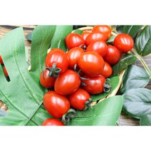 [푸릇Fruit] 몸에 좋고 달콤한 스테비아 방울! 1팩 500g, 1개