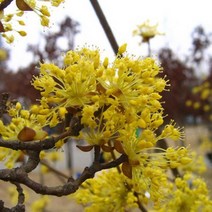 산수유/수고1.8M(R4CM)/묘목/G0001