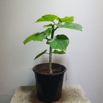 [공룡꽃식물원] 휘커스 움베르타 외목대 119, 1개