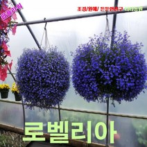 팝플라워로벨리아-사파이어블루 씨앗 25립, 1개