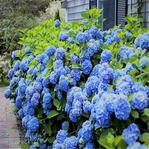 세종식물원 - 수국 엔들레스썸머 오리지널